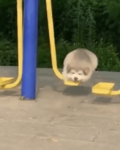 Animal gif. A puffy white dog enjoys swinging on a playground swing all by itself.