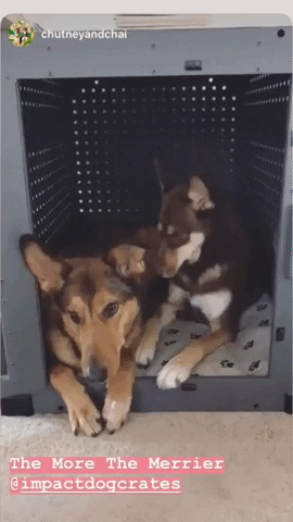best friends GIF by Impact Dog Crates