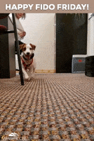 Happy Dog GIF by WesternCPE