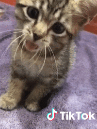 Chat Vomit Gif By Tiktok France Find Share On Giphy