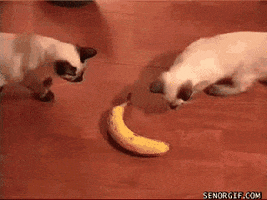 Banana Cat GIFs on Giphy