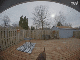 Dog Puppy GIF by Nest