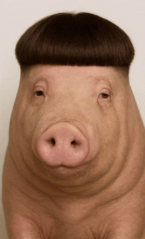 Pig Cory GIF