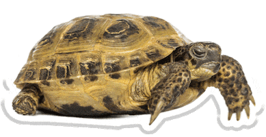 turtle tortoise Sticker by Pets Add Life