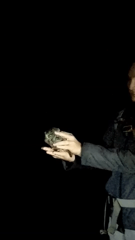 Owl Research GIF