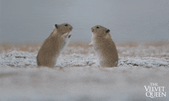 Guinea Pigs Wildlife GIF by Madman Entertainment