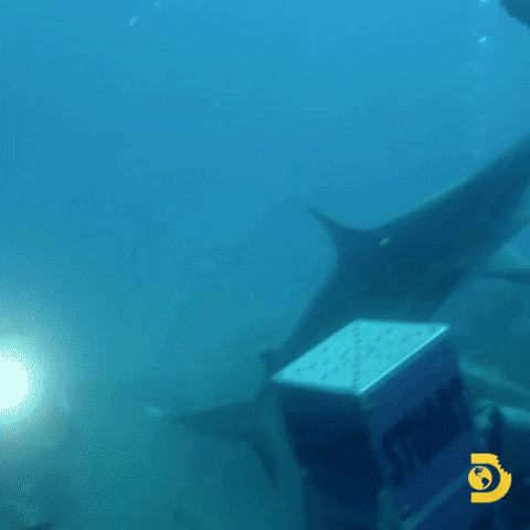 Swimming With Sharks GIF by Shark Week