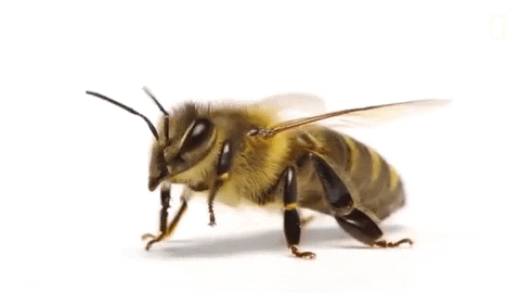 Image result for Honey bee GIF