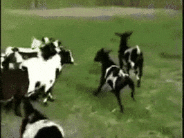 200.gif