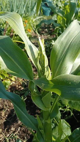 Corn GIF