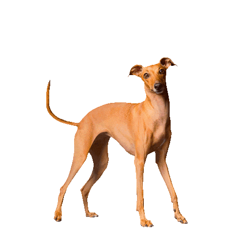 Italian Greyhound Fashion Sticker by Iggy Joey
