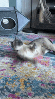 Cat Toy Cats GIF by Little White Dog Co