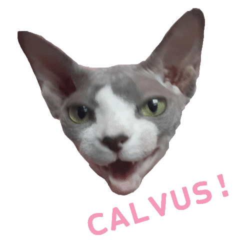 Cat Sphynx Sticker by happycat