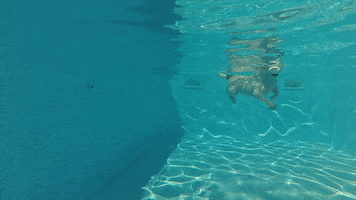 leswauz dog puppy dogs swimming GIF
