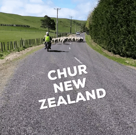 New Zealand Culture GIF by Jub