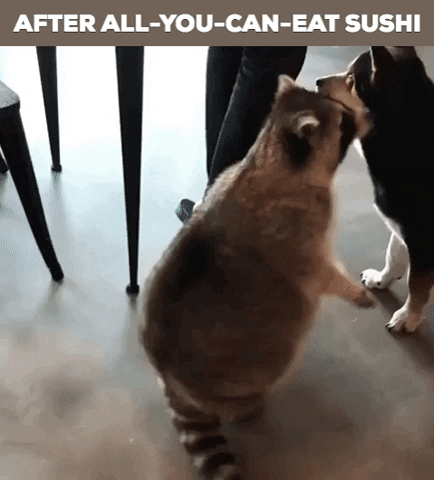 all you can eat sushi raccoon GIF by Justin