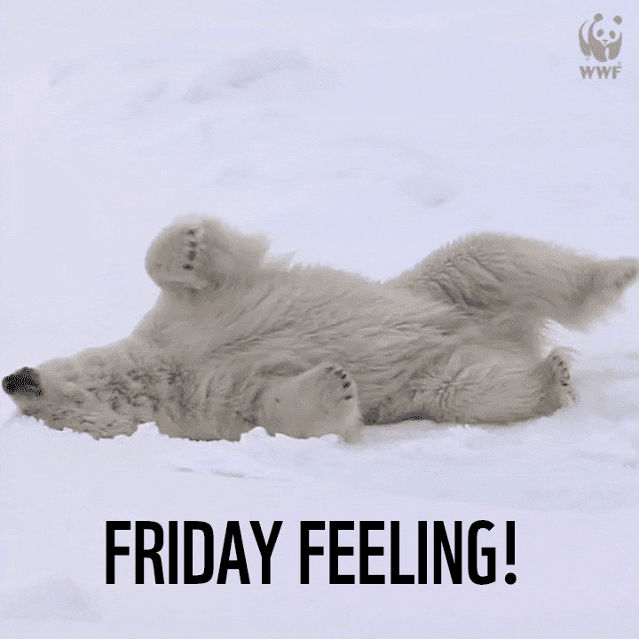 Video gif. Polar bear rolls around on its back in the snow with quick movements from side to side. Text, "Friday feeling!'