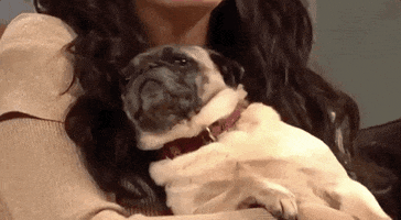 Relaxed Dog GIF by Saturday Night Live