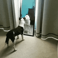 Dog Mirror GIF