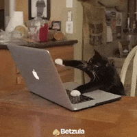 Pc Bet GIF by betzula