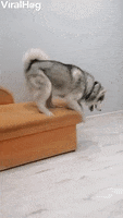 Huskies GIF by ViralHog