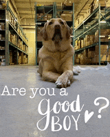 Good Boy Yes GIF by The Delivery Guys