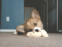 Baby Animals Puppy GIF - Find & Share on GIPHY