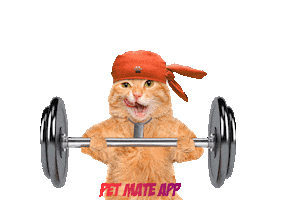 petmate Sticker