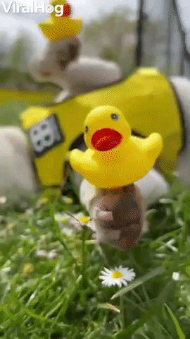 Puppy Sleeps With Rubber Ducks On Its Paws GIF by ViralHog