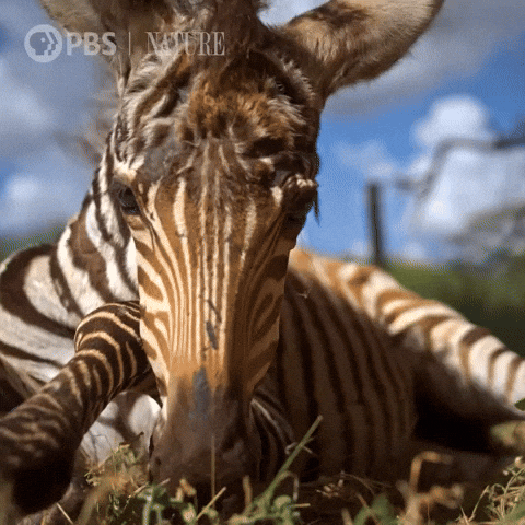 Close Up Baby GIF by Nature on PBS