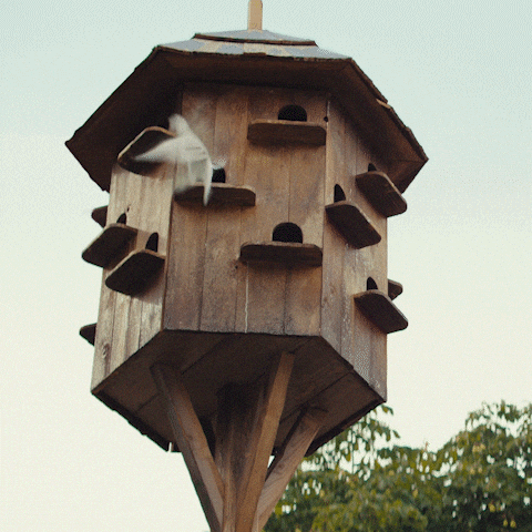 Holub GIF by Fio banka