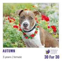 Adopt 30 For 30 GIF by Nebraska Humane Society