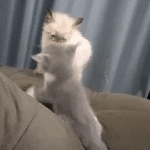 Cute Cat GIF