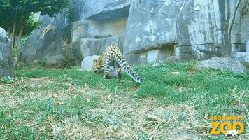 Baby Rolling GIF by Brookfield Zoo