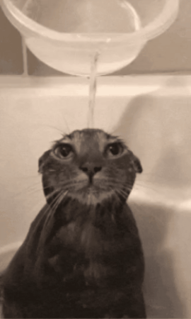 Cat GIF