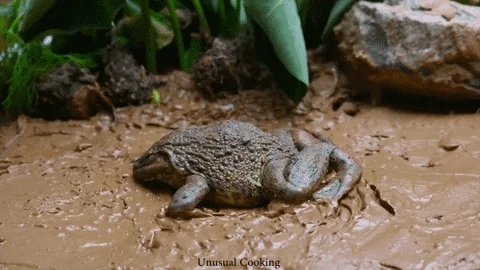 Magic Frog GIF