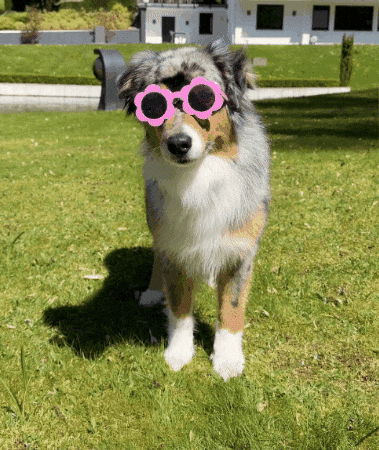 Australian Shepherd Dog GIF by sheppiehalsband