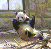 emotional panda GIF