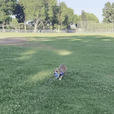 Corgi Cute Dog GIF