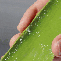 200.gif?cid=fc005b08abfa9b6e9cd9974197603c078b10430f1732b065&rid=200.gif&ct=g