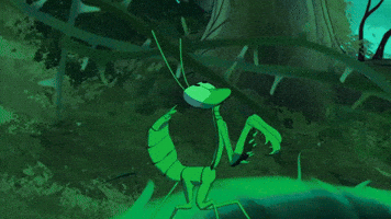 Praying Mantis Bug GIF