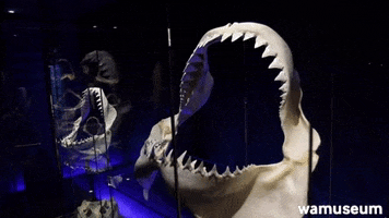 Western Australian Museum GIF