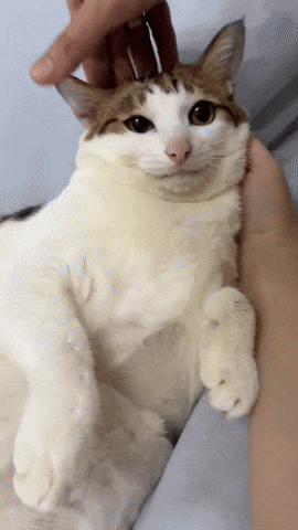 Cat Ohio GIF