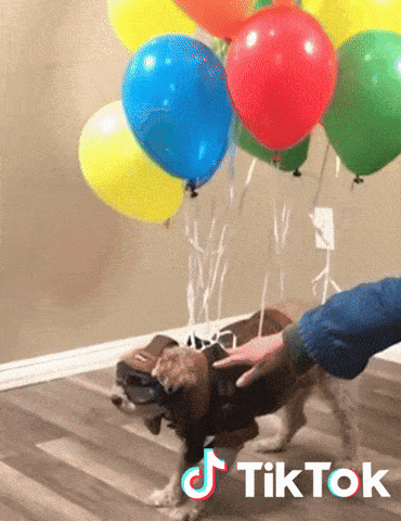 Chien Gifs Get The Best Gif On Giphy