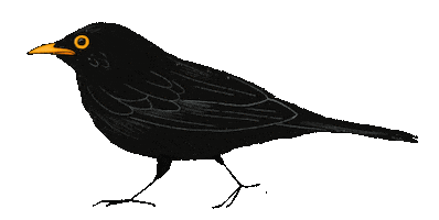 Black Bird Sticker by Nazaret Escobedo