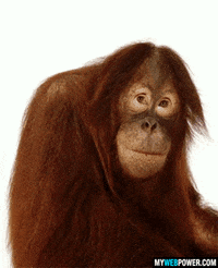 Funny Monkey GIFs - Find & Share on GIPHY