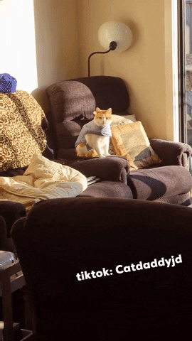 Cat Watching GIF by STAGEWOLF