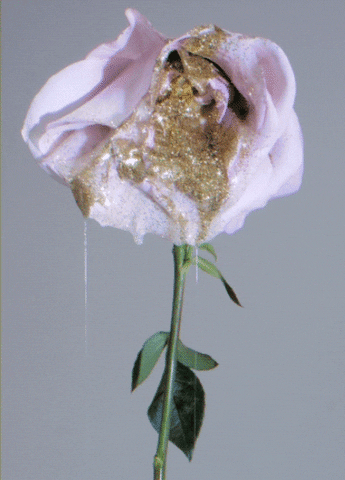 johnartur love sparkle gold rose GIF