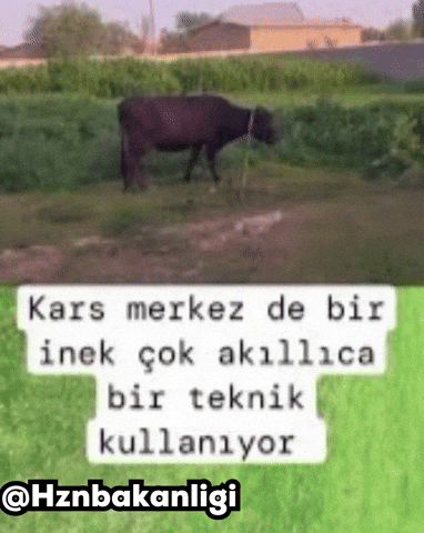 Inek GIF