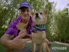 Chilling Shiba Inu GIF by Voyager